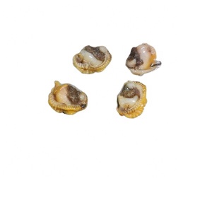หอยเลือดแช่แข็งอาหารทะเล - Product Image 4