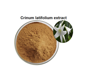 थोक मूल्य संयंत्र में क्रोनम लैटिफोलियम अर्क - Product Image 2