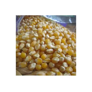 Cereales a granel para alimentación Animal, maíz, agricultura, 100%