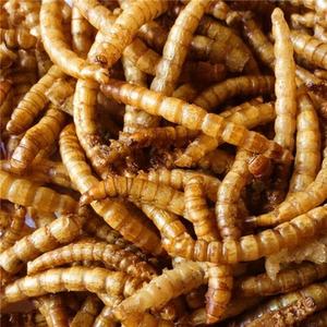 Grado <span class=keywords><strong>de</strong></span> alimentación <span class=keywords><strong>de</strong></span> semillas <span class=keywords><strong>de</strong></span> canario <span class=keywords><strong>de</strong></span> gusano seco a la venta - Product Image 2