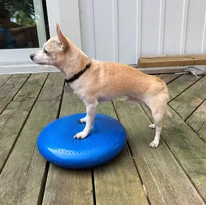 Disco de acolchoamento para cachorro, almofada de disco de resistência para exercício de cachorro, fitness, reabilitação, acessórios de centro