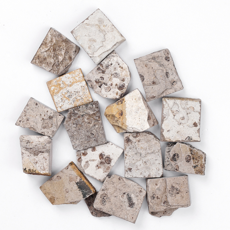 Ancient Conchostracan Fossils Crystal Fascinating Prehistoric