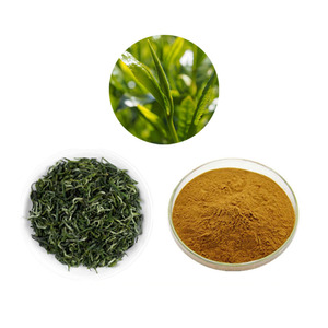 Extracto de Hojas de Té Verde de Alta Calidad <span class=keywords><strong>Soluble</strong></span> en Agua, 10%-98% de Polifenoles, Polifenoles de Té 50%, Extracto de Té Verde en Polvo - Product Image 1
