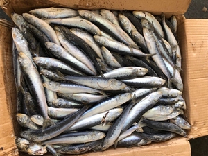 X2564 <span class=keywords><strong>Sardine</strong></span>, produit de la pêche, surgelé en mer, meilleur prix, <span class=keywords><strong>sardine</strong></span> de pêche de surface pour le marché, <span class=keywords><strong>sardine</strong></span> surgelée 40-80g - Product Image 3