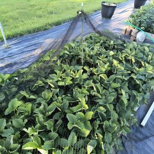 Filet anti-oiseaux personnalisé sans nœuds en HDPE résistant aux UV pour volailles, arbres fruitiers, myrtilles, légumes et <span class=keywords><strong>protection</strong></span> de jardin - Product Image 3