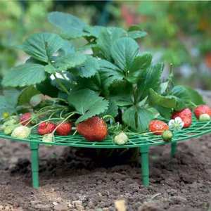 DD3184 garder les fraises de la pourriture croissance des plantes escalade supports vigne pilier cadre pratique fraises supports <span class=keywords><strong>pour</strong></span> jardin - Product Image 5