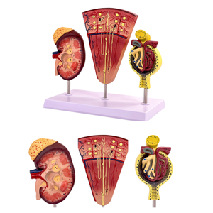 Unidad Renal y Modelo Glomerular Estructura Anatómica del Sistema Urinario Modelo de Riñón Humano Modelo Anatómico Renal - Product Image 4
