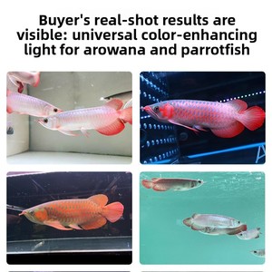 ไฟตู้ปลา LED รุ่นใหม่ T8 ปี 2025 อัพเกรดแล้ว, ไฟใต้น้ำแบบสองแถวสำหรับตู้ปลา, โคมไฟกันน้ำสำหรับปลานิล/ปลานิลหางเหลี่ยม - Product Image 3