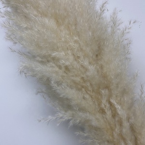 QSLH-W529 Decorativo in vaso piante di grandi dimensioni secca reed erba <span class=keywords><strong>pampas</strong></span> erba <span class=keywords><strong>per</strong></span> la vendita - Product Image 2