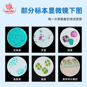 Lames microscopiques de 17 espèces d'algues de type structurellement caractéristique, dont *Cyclocarya paliurus*, *Dystropharia pulidonis*, et - Product Image 3