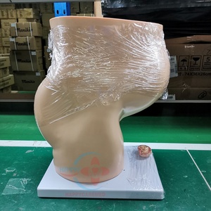 Modèle anatomique HC-S271, modèle d'organes humains sagittaux féminins pour l'école de médecine, modèle anatomique - Product Image 4