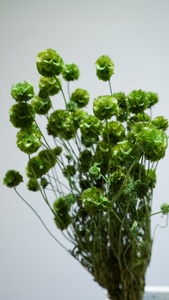 Оптовая продажа, консервированные стебли Scabiosa | Сушеные Цветочные стручки для фотосъемки, наполнитель подарочной коробки - Product Image 2