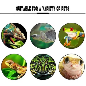 Ciotola di alimentazione in plastica antiscivolo con decorazione in stile rana verde acquatico piattaforma di riposo per anfibi - Product Image 5