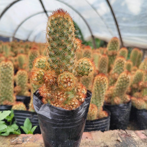 Zhangzhou Venta al por mayor <span class=keywords><strong>Cactus</strong></span> suculento Dedos dorados Flores <span class=keywords><strong>de</strong></span> raíz desnuda Plantas <span class=keywords><strong>de</strong></span> bonsái verdes en macetas <span class=keywords><strong>de</strong></span> plástico para jardinería - Product Image 1