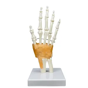 Modelo de articulación de mano anatómica para enseñanza, modelo de esqueleto de mano humano de tamaño real, hecho a medida, producción de alta calidad