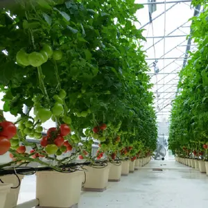Гидропонные пластмассовые горшки для выращивания томатов в помещении