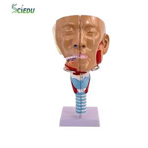 Menselijk nasofaryngeal luchtpijp- en cricofaryngeal spiermodel Educatief materiaal Faryngeal spiermodel Medische wetenschap - Product Image 1