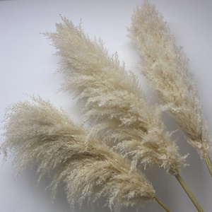 QSLH-W529 Decorativo in vaso piante di grandi dimensioni secca reed erba <span class=keywords><strong>pampas</strong></span> erba <span class=keywords><strong>per</strong></span> la vendita - Product Image 1