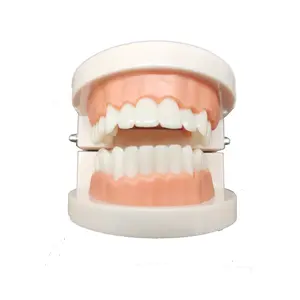 Transparent high quality dental tooth teaching model For Teaching Studying Practice