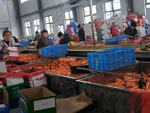 <span class=keywords><strong>Carote</strong></span> Fresche Biologiche e <span class=keywords><strong>Semi</strong></span> di Carota all'Ingrosso da Fornitore Cinese, Prezzo Competitivo <span class=keywords><strong>per</strong></span> Uso Alimentare - Product Image 6