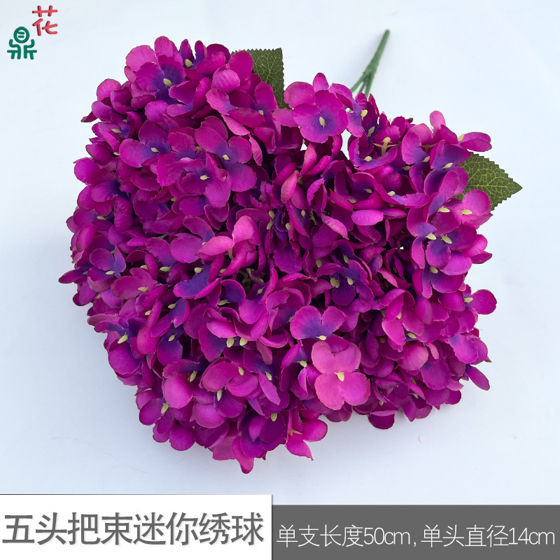 Mini Hortensia à cinq têtes WZT Violet Foncé