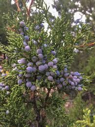 Juniperus Communis <b>Dried</b> Edible Raw Herbs Hauber Haubera Aaraar Seed Hapusha Abhal Vapusha Wholesale <b>Plant</b> Extract Juniper Berry - Product Image 2
