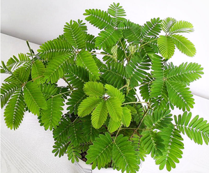 Bubuk ekstrak kulit kering micosa Mimosa - Product Image 2