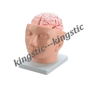 Brain with Aries on Head (9 partes), modelo de cerebro de anatomía médica