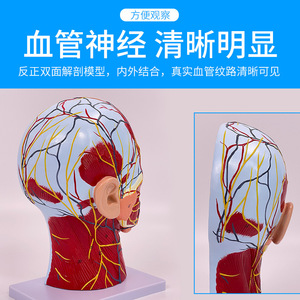 Modelo de cabeza y rostro humano con vasos sanguíneos cerebrales y nervios; anatomía del cuello; nervio facial, estructura de los vasos sanguíneos y los músculos. - Product Image 4