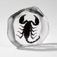 Spécimen de chauve-souris véritable en résine transparente, curio taxidermique, objet de collection, aide pédagogique en biologie, décoration gothique pour la maison ou le bureau