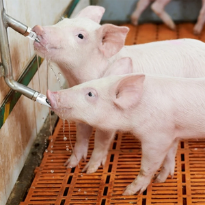 Thép Không Gỉ Tự Động Tưới Nước Pig Động Vật Chăn Nuôi Gia Cầm Uống Thiết Bị Núm Vú Nghiện Rượu - Product Image 5