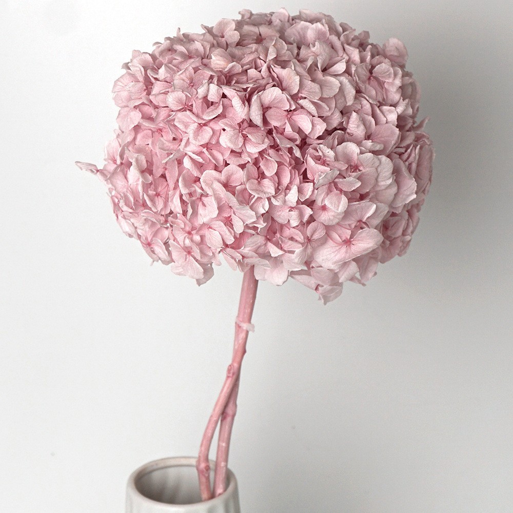 Aigusson à grande feuille, tige unique, aquarelle rose