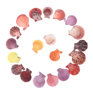 Colorful Natural Seashells Decorations Decor Ornament Scallop Shells Crafts 20pcs