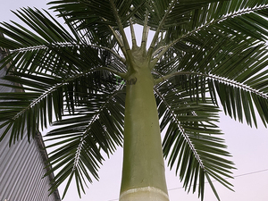 Arbres artificiels de <span class=keywords><strong>palmier</strong></span>, grande feuille à Date, Large ballon de football d'<span class=keywords><strong>extérieur</strong></span>, décoratifs, réalistes, résistant aux Uv - Product Image 4