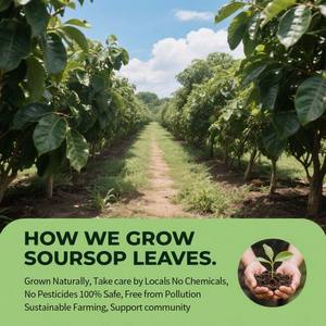 カスタマイズされたトウモロコシ繊維栄養サプリメント無糖植物葉フルーツティーインフュージメントフォーム経口健康のための薬用茶 - Product Image 4