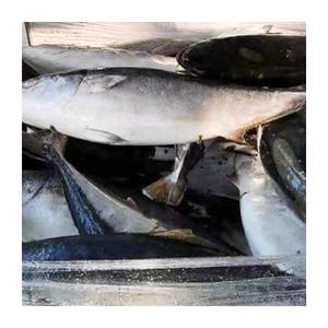 Peixe Congelado de Boa Qualidade, Corvina Amarela Inteira com Tamanho de 6-8KG e 8-10KG - Product Image 6