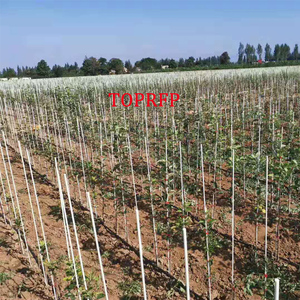 10mm Heavy Duty Fiberglass <b>Garden</b> Stakes FRP Rod Climbing Plant Support <b>Pole</b> - Product Image 3