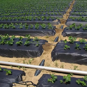 Película de mantillo agrícola antihierba, rollos de película de mantillo de plástico PE agrícola poroso - Product Image 1