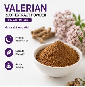Extrait de racine de valériane en poudre 0,8 % acide valérique - Extrait standardisé sous marque privée en conteneur plastique/fût pour la nuit - Product Image 3