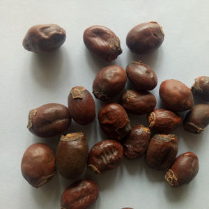 Medicamento de Ervas Cruas Li Zhi He, Sementes de Litchi Chinensis Secas à Venda - Product Image 4