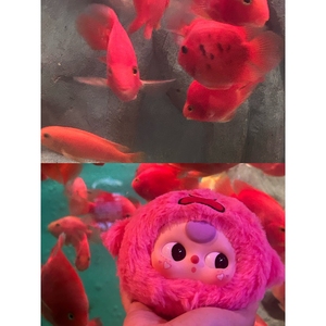 Cureplaneta Colgante de Peluche Personalizado de Anime Lindo, Caja Sorpresa Misteriosa de Regalo Temática Oceánica para Bebés, 13-15cm, 0-24 Meses, Unisex - Product Image 2