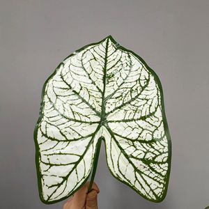 Feuilles de Taro Artificielles Meng Jie 30cm-100cm en Plastique pour Décoration Intérieure, Composition Florale et Décoration de Jardin - Product Image 4