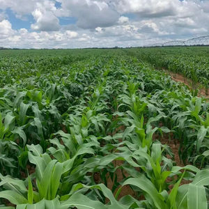 NPK 복합 비료 과립 NPK 15-05-20 + 2Mg0 농업용 비료 유기질 비료 - Product Image 1