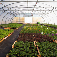 Serre agricole commerciale à tunnel unique en métal 8x30 pour légumes et tomates, à vendre pour ferme