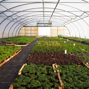 Serre agricole commerciale à <span class=keywords><strong>tunnel</strong></span> unique en métal 8x30 <span class=keywords><strong>pour</strong></span> légumes et tomates, à vendre <span class=keywords><strong>pour</strong></span> ferme - Product Image 4