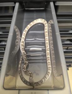 Baignoire en plastique de haute qualité Pet Snake Rack Système de baignoires Reptile Cage Rack Reptile Cages Baignoires de serpent - Product Image 3