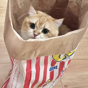 Pet Kraft Paper Bags Interactive Hide And Seek Toys Stress Relief <b>Puzzle</b> Toys For Cats And Dogs Popcorn Paper Bags - Product Image 2
