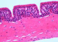 Parasite Microscope Mammal Histology Simple Squamous Epithelium Slides Lab Microscope Glass Slides