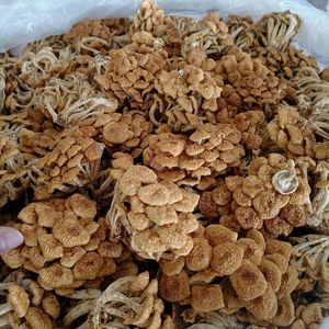 Hongo Dorado <span class=keywords><strong>de</strong></span> Toscana Seco, Cultivado Naturalmente, Comestible, <span class=keywords><strong>de</strong></span> Grado Alimenticio - Product Image 3