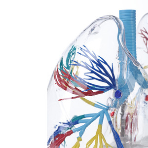 Modèle de poumon, modèle d'anatomie transparente du segment pulmonaire, structure du système bronchique des poumons gauche et droit, enseignement du système respiratoire - Product Image 1